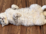 Remi - British Shorthair Cat For Sale - Salem, OR, US