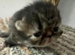 Little Edwin - Minuet Kitten For Sale - 