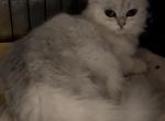 Nico - British Shorthair Kitten For Sale - Salem, OR, US