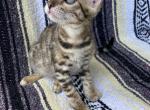 Allie - Bengal Kitten For Sale - Los Angeles, CA, US