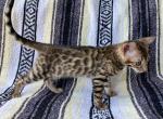 Goldie - Bengal Kitten For Sale - Los Angeles, CA, US