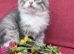 Charlie - Siberian Kitten For Sale - 