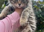 Leila - Siberian Kitten For Sale - 