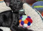 Archie - Oriental Kitten For Sale - 