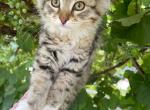 Penny - Siberian Kitten For Sale - 