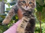 Rusty - Siberian Kitten For Sale - 