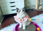 Coco Traditional show quality female - Ragdoll Kitten For Sale - Chicago, IL, US