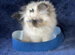 Seal Point Himalayan Persian kitten male - Himalayan Kitten For Sale - Long Beach, CA, US