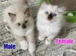 Allys Litter - Ragdoll Kitten For Sale - Lykens, PA, US