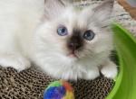 Baby Doll - Ragdoll Kitten For Sale - Lykens, PA, US