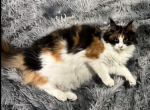 Patches - Maine Coon Cat For Sale - Kansas City, MO, US