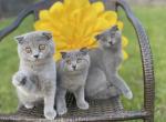 Blue Ladies - Scottish Fold Kitten For Sale - 