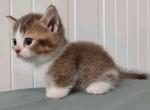 Arley - Munchkin Kitten For Sale - 