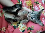 Rare Silver and Gold Bengal Kitten - Bengal Kitten For Sale - Phoenix, AZ, US