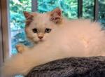 Evan red point purebred British - British Shorthair Kitten For Sale - 