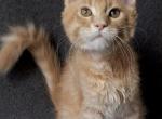 Tyson - Maine Coon Kitten For Sale - Charlotte, NC, US