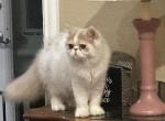 Puzzles   Exotic Long Hair - Exotic Kitten For Sale - Granbury, TX, US