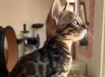 Jupiter - Bengal Kitten For Sale - 