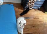 Milo - Ragdoll Kitten For Sale - Jersey City, NJ, US