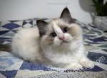 Beast Boy - Ragdoll Kitten For Sale - Tuscaloosa, AL, US