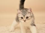 scottish straight - Scottish Straight Kitten For Sale - 