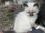 Very Special Ragdoll Himalayan Persian Cross Kitte - Ragdoll Kitten For Sale - 