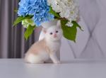 Armani Dominant Blue Eyes - British Shorthair Kitten For Sale - 