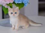 Blue Crystal DBE - British Shorthair Kitten For Sale - 