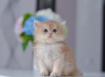 Bounty DBE - British Shorthair Kitten For Sale - NY, US