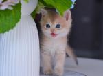 Biscuit Blue Eyes - British Shorthair Kitten For Sale - NY, US