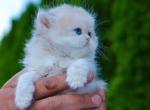 Blueberry Odd Eyes - Persian Kitten For Sale - NY, US