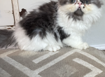 Persian - Exotic Kitten For Sale - Duff, TN, US