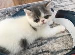 Shorthair Exotic Females - Exotic Kitten For Sale - Mount Marion, NY, US