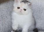 Maizy - Exotic Kitten For Sale - Boiling Springs, PA, US