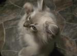 Cole seal lynx - Ragdoll Kitten For Sale - Winchester, VA, US