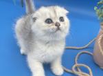 Beautiful kitty - Scottish Fold Kitten For Sale - 