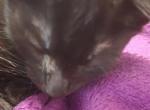 Mars - Domestic Kitten For Sale - 