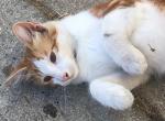 Shun - Maine Coon Kitten For Adoption - 