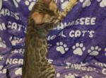 Dark Purple - Bengal Kitten For Sale - Tallahassee, FL, US