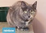 Rainbow - Manx Cat For Sale/Retired Breeding - 