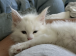 Harry Potter - Maine Coon Kitten For Sale - Jacksonville, FL, US