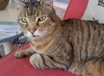 Albert - Domestic Cat For Adoption - Harrisburg, PA, US