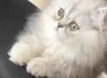 3 month perisan girl - Persian Kitten For Sale - 