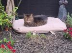 Freddy - Domestic Cat For Adoption - 