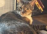 Jasmin - Domestic Cat For Adoption - Virginia Beach, VA, US