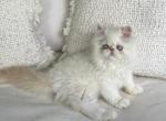 Little Sushi - Persian Kitten For Sale - Denton, TX, US