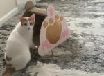 GenniFurr - Domestic Cat For Sale - 