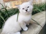 Simon - Ragdoll Kitten For Sale - 