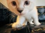 Ruby - Ragdoll Kitten For Sale - New York, NY, US