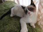 Mitch the Michigan Mitten kitten - Snowshoe Kitten For Sale - St. Louis, MI, US